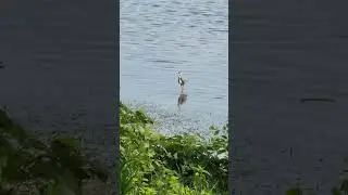 Heron Fishing Upper Mississippi 