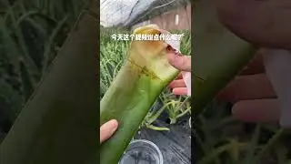 Aloe vera gets out of control 2023 