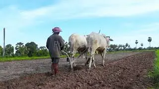 The lives of Cambodia farmers depend on these cows, which help plow the land and grow vegetables an