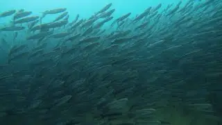 Живое Черное море - 2. Движение сингиля.