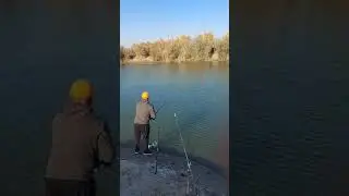 Балик ови авжида@shorts