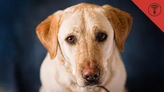 Porn-Sniffing Dogs & Running with the Bulls | You Better Believe It!