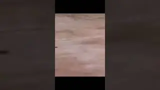 Got em
