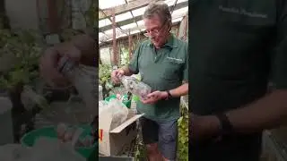 How to Get Plants in the Quarantine States (WA, NT & Tasmania) - Paradise Distributors