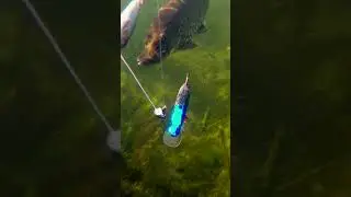 Big girls are always careful. #shorts #fishing #new #рыбалка