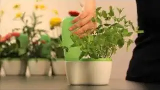 Система Аладея Tupperware (автоматический полив)