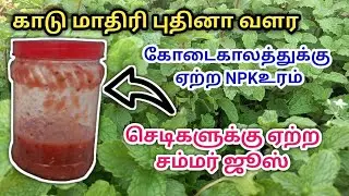 கோடைக்காலத்திலும் காடு மாதிரி புதினா வளர NPKஉரம் | how to grow mint at home | புதினா வளர்ப்பு முறை