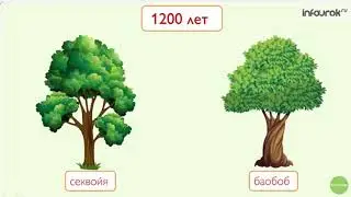 Деревья кустарники травы