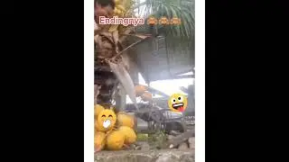 manjat pohon kelapa #lucu #lucungakak #menarik  #funnyvideo #funny #funnyshorts #funnyvideos #magic