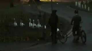 Geese Being Herded Along Mumbles Road, Swansea