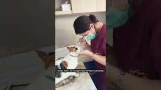 Кошки и собаки в безопасности!!!! #бали #новостибали