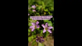 Esse é o jeito certo de tirar fotos de flores com o celular