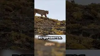 The most terrible puma