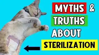 If You NEUTERED or SPAYED Your Cat, I Hope You Know THIS! 🔥