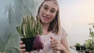 Cultivation tips: Stapelia Leendertziae