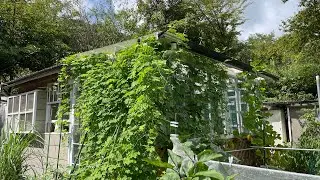 September 2, 2022 . Autumn has arrived , feeling sad for my plants .