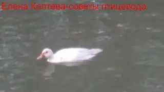 Водоем для индоуток.