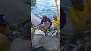 Wow! Fish harvest 2 