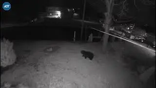 Bear Fam on patrol.