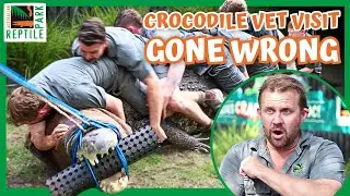 Zookeeper Hit In The Head As CROCODILE Thrashes Out Of Control! | Croc Dental Surgery GONE WRONG