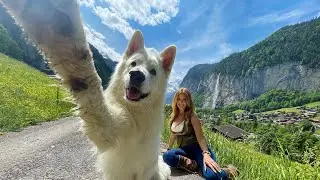 THE WHITE SWISS SHEPHERD - The Dog Germany rejected