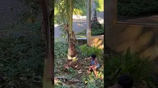 Who stole my chainsaw ? #filamcouple #philippines #travel #foreignlife