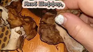 СТРОЧОК ОСЕННИЙ.Gyromitra infula.Лечим суставы.