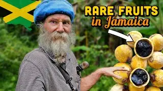 That Grows in Jamaica!? RARE & Exotic Fruit Tour at Tommy's 🇯🇲
