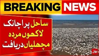 Millions of Dead Fish Suddenly Appeared On Coast | Greece Update | Breaking News