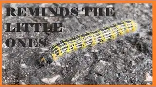Reminds the LITTLE ONES 😔🙌 | STOP CLIMATE CHANGE 🛑🛑 | Pure Nature