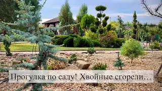Прогулка по саду. Хвойные сгорели…