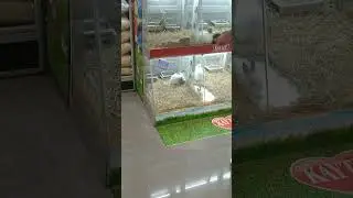 Conejos de 8 meses antes de llegar a su hogar