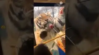 tiger 🐯 #shorts #viral #omg #tiger