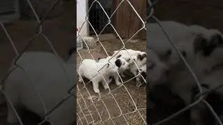 Щенки алабай дудонят мамку