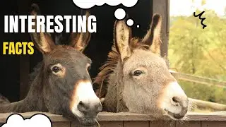 Interesting facts about Donkeys