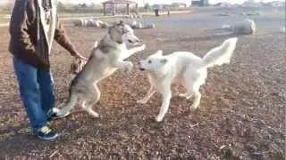 Husky vs. Wolf Hybrid