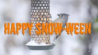 Trick or Treat? Happy Snow-Ween!