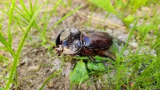 Orrszarvúbogár / Rhinoceros beetle / Oryctes nasicornis