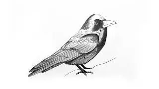 Karakalem Kolay Kuş Çizimi - Charcoal Easy Bird Drawing