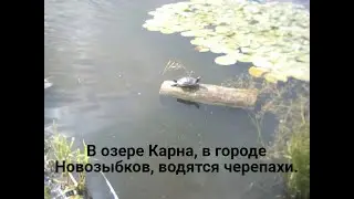 В моём городе водятся черепахи. (Новозыбков, Брянская область.)