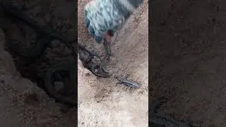 Ящерки (потом всех отпустили) 