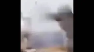 Cats fight to Macarena Song