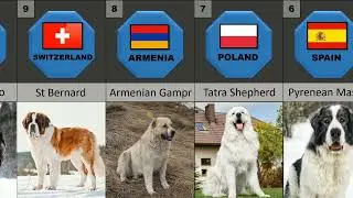 20 Strong Dogs who can Fight with Kangal Part-2
