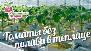 Томаты без полива в теплице 