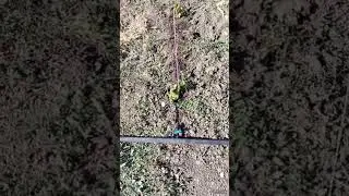 Друг спасает наш виноградник!