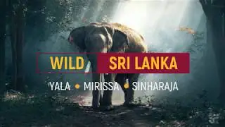 Wild Srilanka - Wildlife Photography Tour