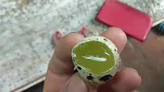АФИГЕТЬ! ПЕРЕПЕЛКА СНЕСЛА ЯЙЦО БЕЗ ЖЕЛКА.
