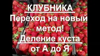 85. КЛУБНИКА - переходим на двухгодичное выращивание! Деление куста. Грядка. Пересадка.