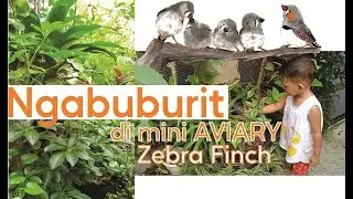 Ngabuburit melihat aktifitas burung Zebra Finch di Aviari