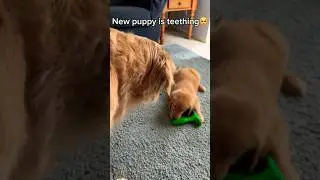 My puppy loves this teething toy
